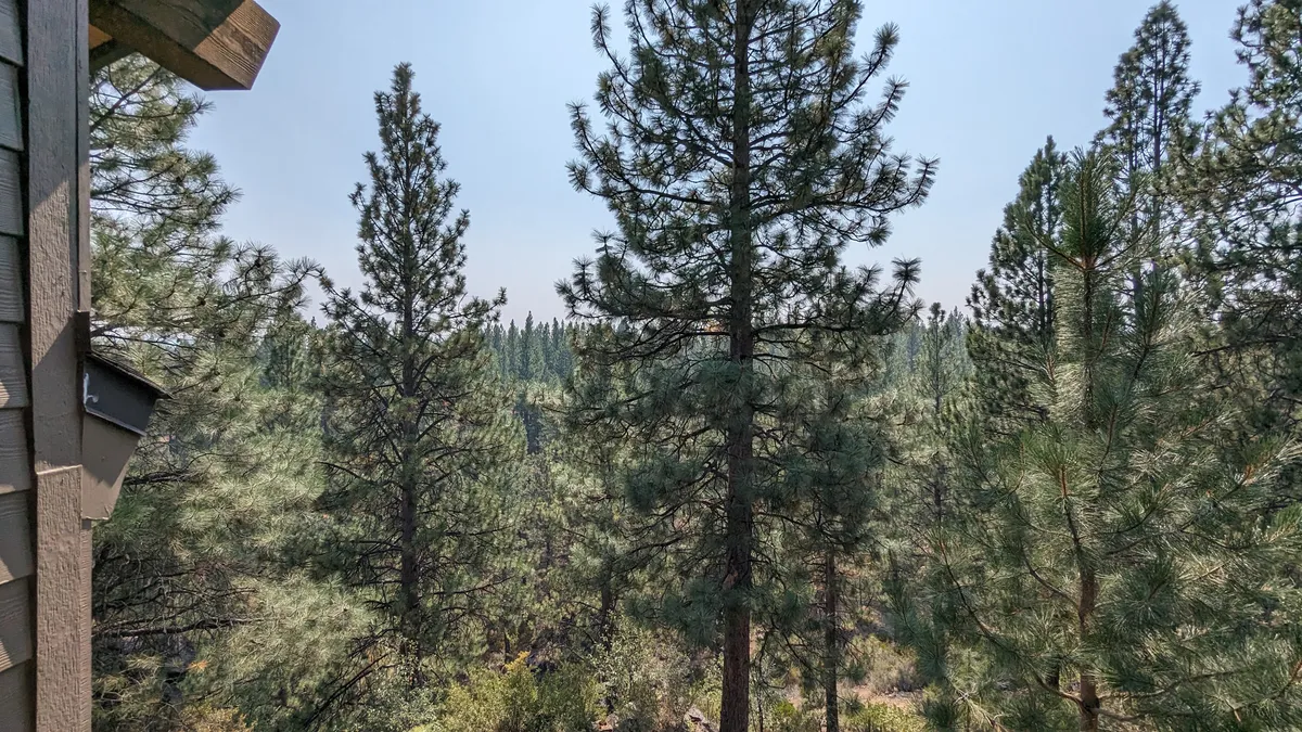 A scenic view of tall pine trees stretching towards a blue sky, with a distant forest visible. The serene environment suggests opportunities for nature walks, photography, and wildlife observation.